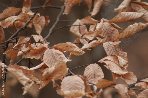 Brown leaves on a branch in winter