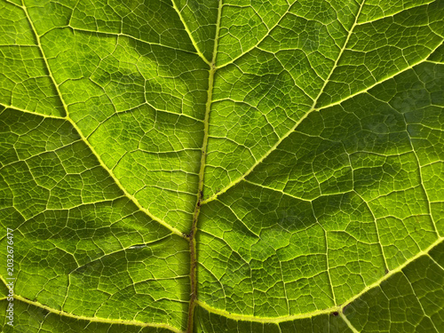 Green leaf veins natural background.