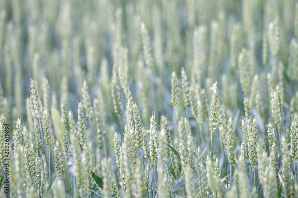 Obraz premium Close-up of green wheat ears ripening in a field under bright sunlight, agricultural crop background.