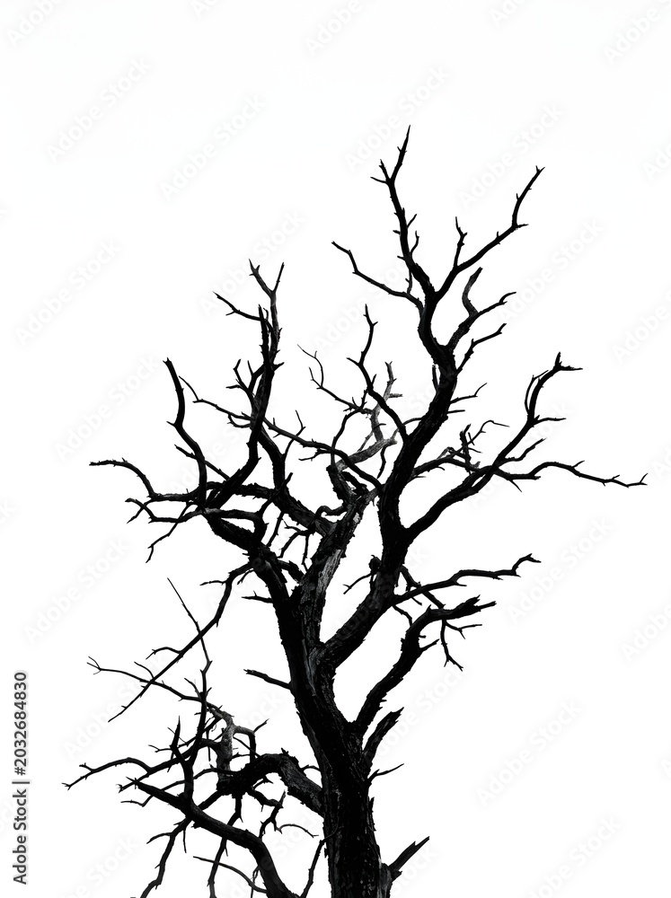 Fototapeta premium Dramatic silhouette of a stark dead tree with intricate bare branches against a bright white background, symbolizing resilience and the cycle of nature
