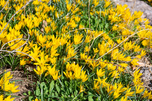 Sternbergia lutea (the autumn daffodil, lily of the field, yellow autumn crocus) flowers