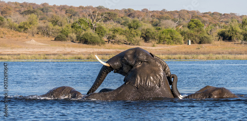 Fotografie African elephants bathing and playing in the river, Chobe National Park, Botswan