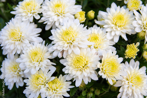 Chrysanthemum flowers in white and yellow colors
