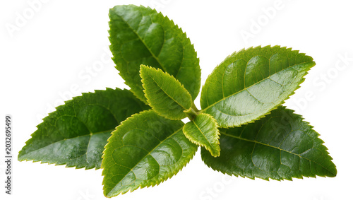 Photos Green tea leaves branch with serrated edges