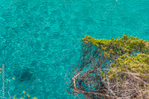 Vegetation close to turquoise waters.