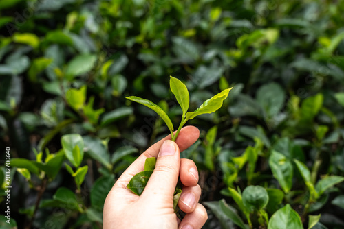 Hand picking green tea leaves on farm