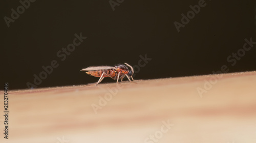 mosquito sucking blood extreme closeup