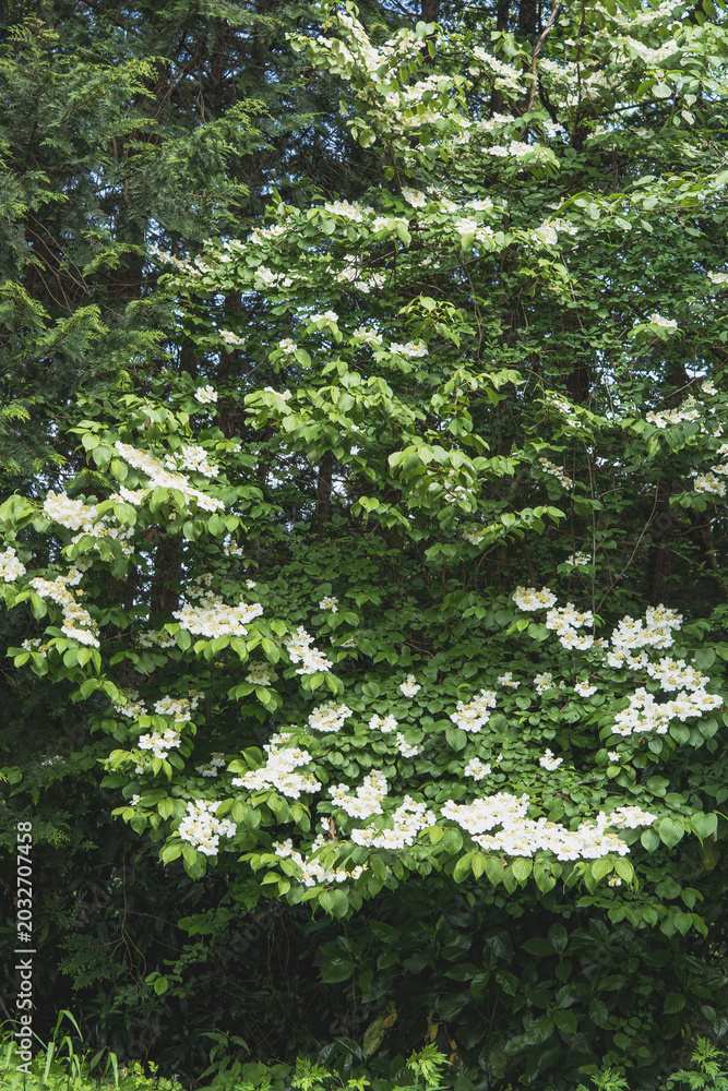 Fototapeta premium ヤブデマリ（Viburnum plicatum var. tomentosum）：白い花が沢山咲いた木／日本埼玉県・みすず山・5月