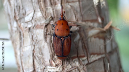 Fotografie A red palm weevil (Rhynchophorus ferrugineus) on a palm tree on the Turkish Aegean coast (Çeşme, near Izmir)