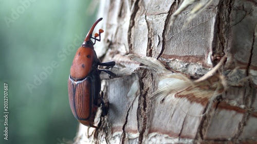 Cuadro en lienzo A red palm weevil (Rhynchophorus ferrugineus) on a palm tree on the Turkish Aegean coast (Çeşme, near Izmir)