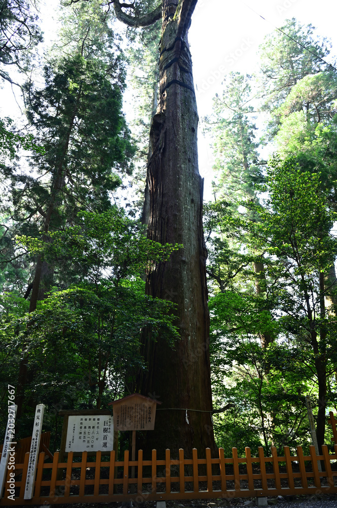 Fototapeta premium 高千穂神社