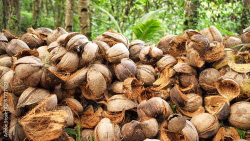 Quadro su tela Pile of discarded coconut husks with fibrous coir texture on farm indonesia, sou