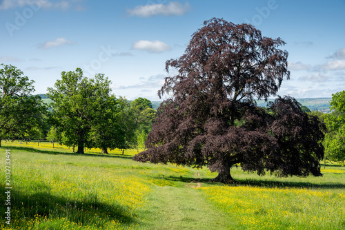 copper beech in parkland