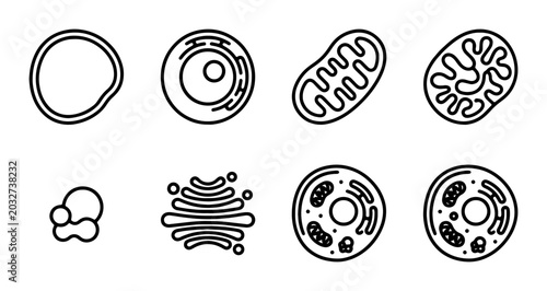 Foto Cell Organelles Vector Icons: Biology, Science, Education, Medical Illustrations