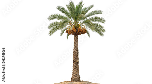 Mature Date Palm Tree with Ripe Fruit Isolated on White Background