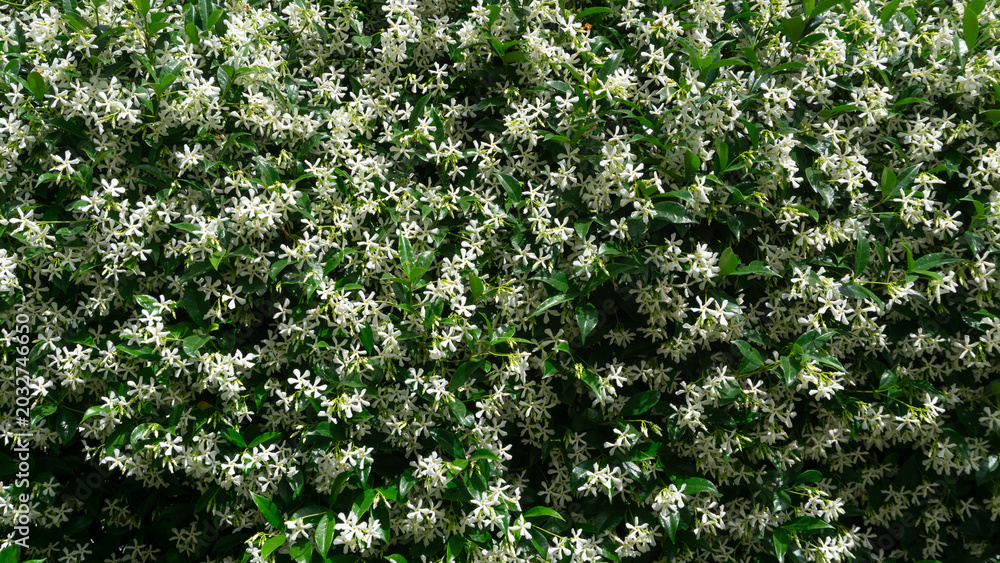 Fototapeta premium Trachelospermum jasminoides blooms in summer in the garden with flowers - star jasmine