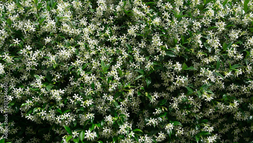 Bild auf Leinwand Trachelospermum jasminoides blooms in summer in the garden with flowers - star j