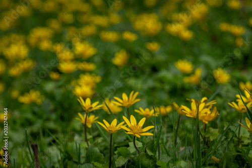 Фотография Yellow spring flowers blossom in green fresh garden grass meadow