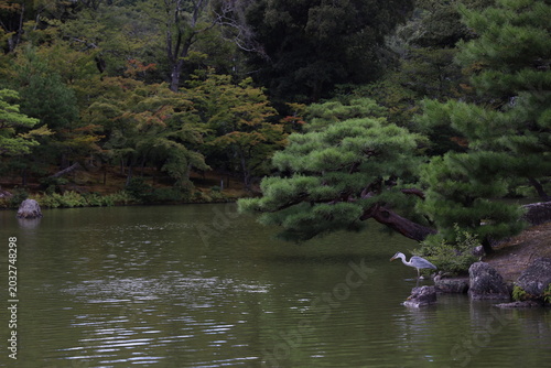 Japanese garden with pond, crane bird resting on rocks. Kinkaku-ji garden and lake, Kyoto, Japan

