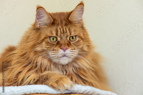 Canvastavla Roter Maine Coon Kater im Portrait.