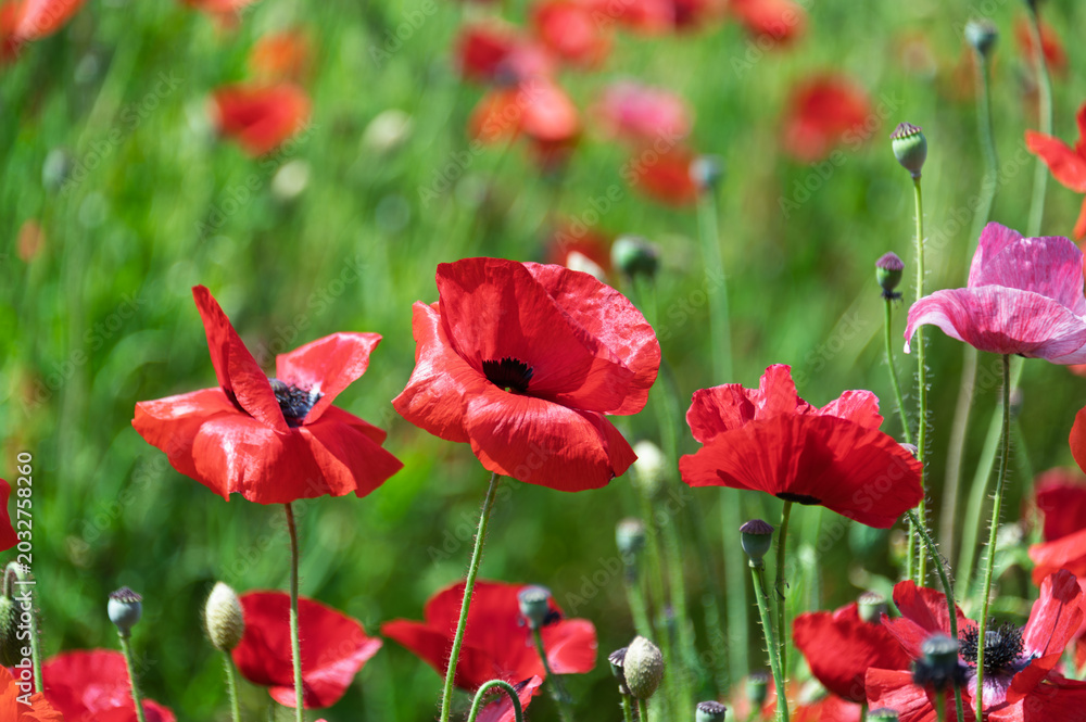 Fototapeta premium Beautiful red poppy flowers blooming vibrantly in the field under warm spring sunlight