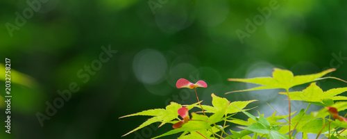 Photos Beautiful fresh green maple leaves and vibrant red seeds with soft bokeh backgro
