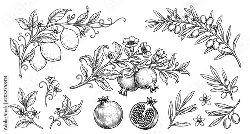 Retro Botanical Twig and Fruit Branch Collection in Elegant Hand Drawn Line Art Style
