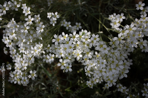 Foto Fleurs blanches en massif céramistes ou corbeilles d'argent