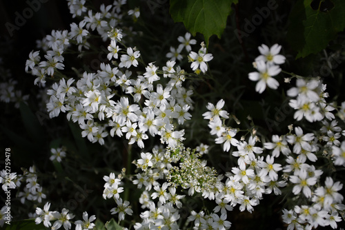 Schilderij op canvas Fleurs blanches en massif céramistes ou corbeilles d'argent