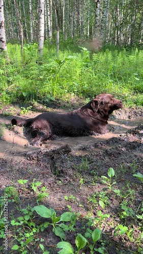 Labrador dog bathing in a muddy puddle