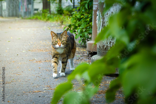Canvas Print Straßen Katze.