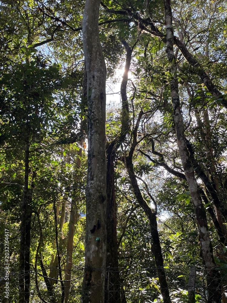 Fototapeta premium trees in the woods