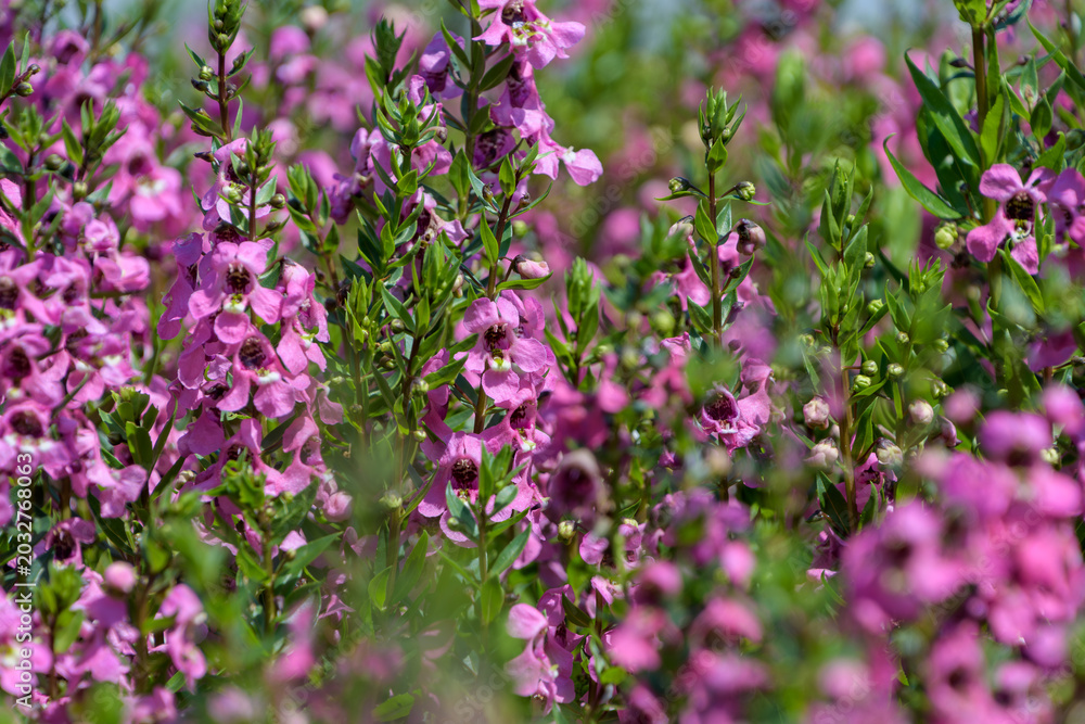 Obraz premium Beautiful pink angelonia flowers blooming vibrantly in a lush green field under summer sunlight