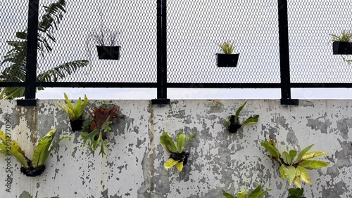 Photos Kadaka (Asplenium nidus) Growing on Old Wall