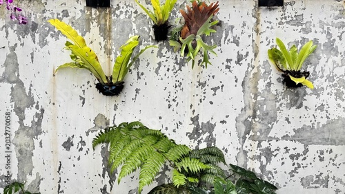 Obraz na plátně Kadaka (Asplenium nidus) Growing on Old Wall