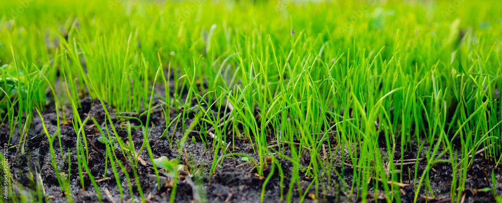 Obraz premium Young green grass growing from fertile soil, spring and nature background