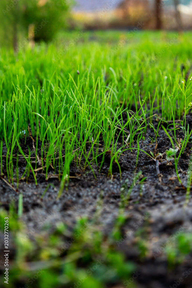 Obraz premium Young green grass growing from fertile soil, spring and nature background