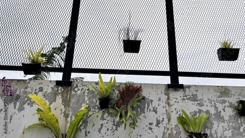 Bild auf Leinwand Kadaka (Asplenium nidus) Growing on Old Wall