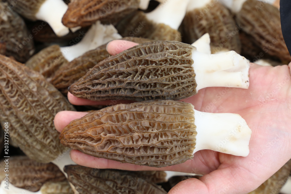 Obraz premium Fresh Morel Mushrooms in Hand Close Up