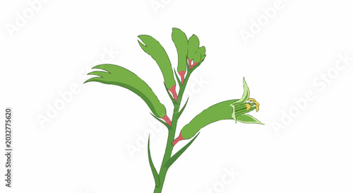 A simple illustration of a vibrant green kangaroo paw flower with pink accents