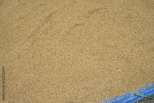 Drying rice along rural Lombok road