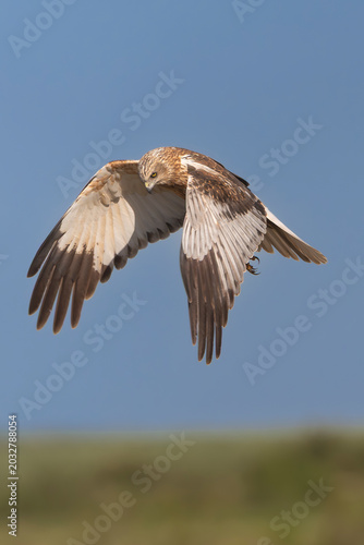фотографія Western Marsh Harrier - Circus aeruginosus hovering in flight over El Taray, Spain