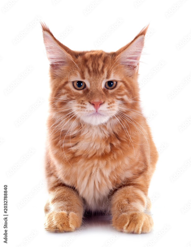 Fototapeta premium maine coon kitten
