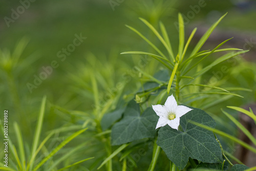 white flowers in the grass