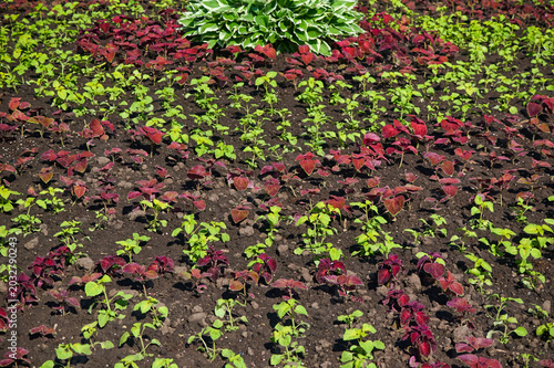 Flowers in a flower bed, lawn. Flower arrangement, landscape design.