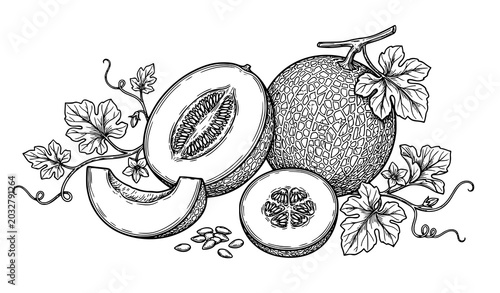 Canvastavla Elegant melon botanical vector coloring illustration isolated on white backgroun