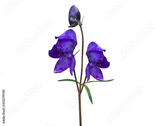 Fotografie Aconitum or monkshood plant with flower buds isolated on a white background