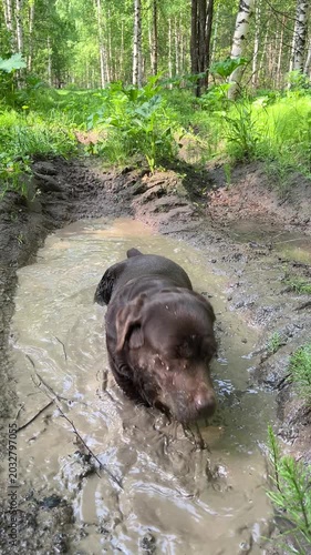 Labrador dog bathing in a muddy puddle