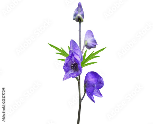 Foto Aconitum or monkshood plant with flower buds isolated on a white background
