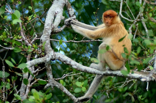 Canvas Print Female proboscis monkey in tree